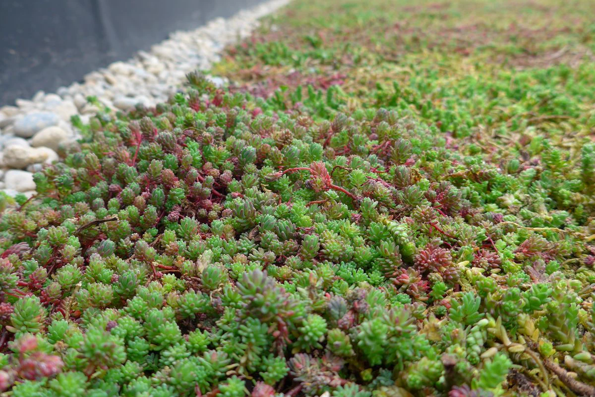 Sedum StockDrain 80