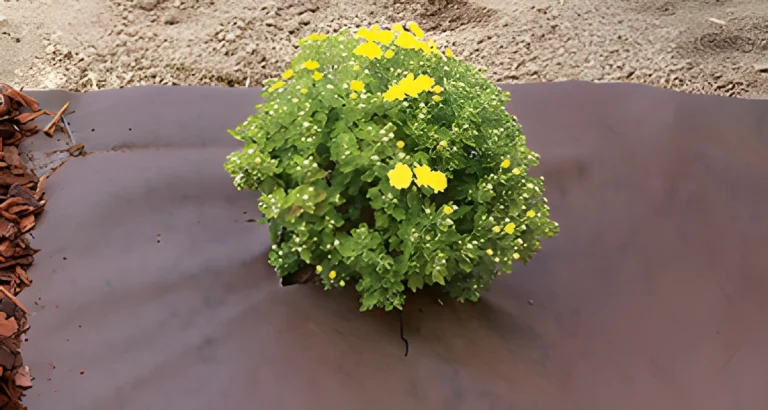 TexiWeed Brown