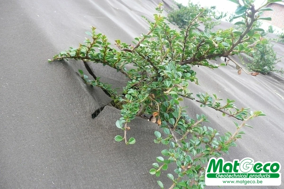 BioWeedtex géotextile de paillage anti-mauvaise herbes écologique