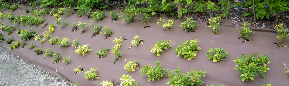 BioWeedtex toile de paillage biodégradable pour plantation sur talus, parterres, ...