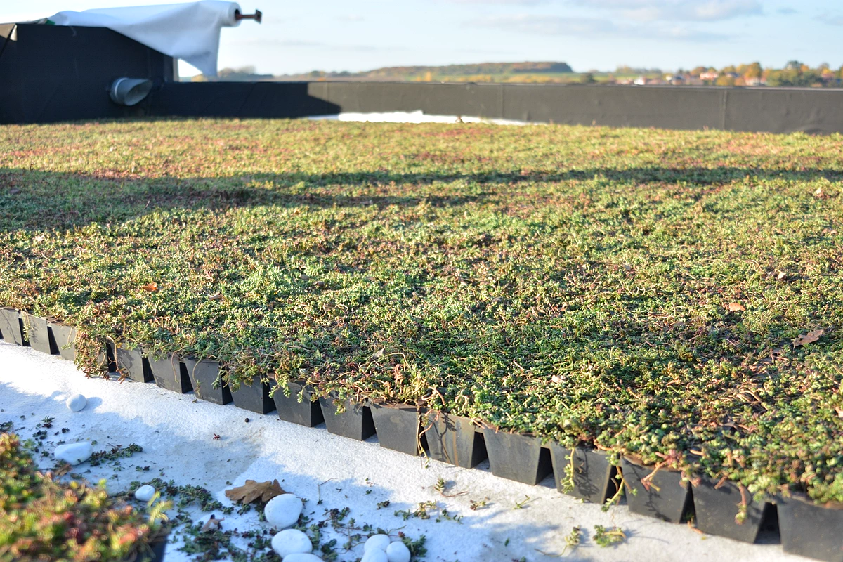 Sedum StockDrain voorgekweekte bakken om te plaatsen op groendaken
