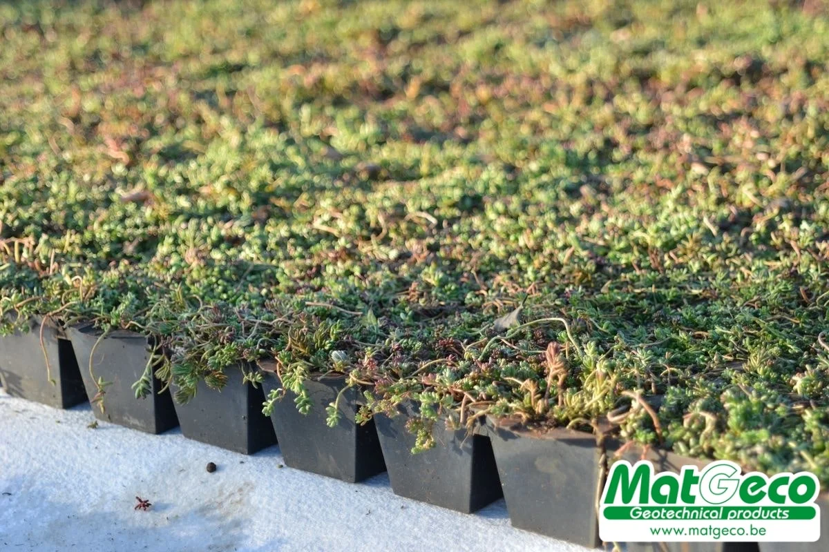 Sedumbakken voor groendaken Sedum StockDrain