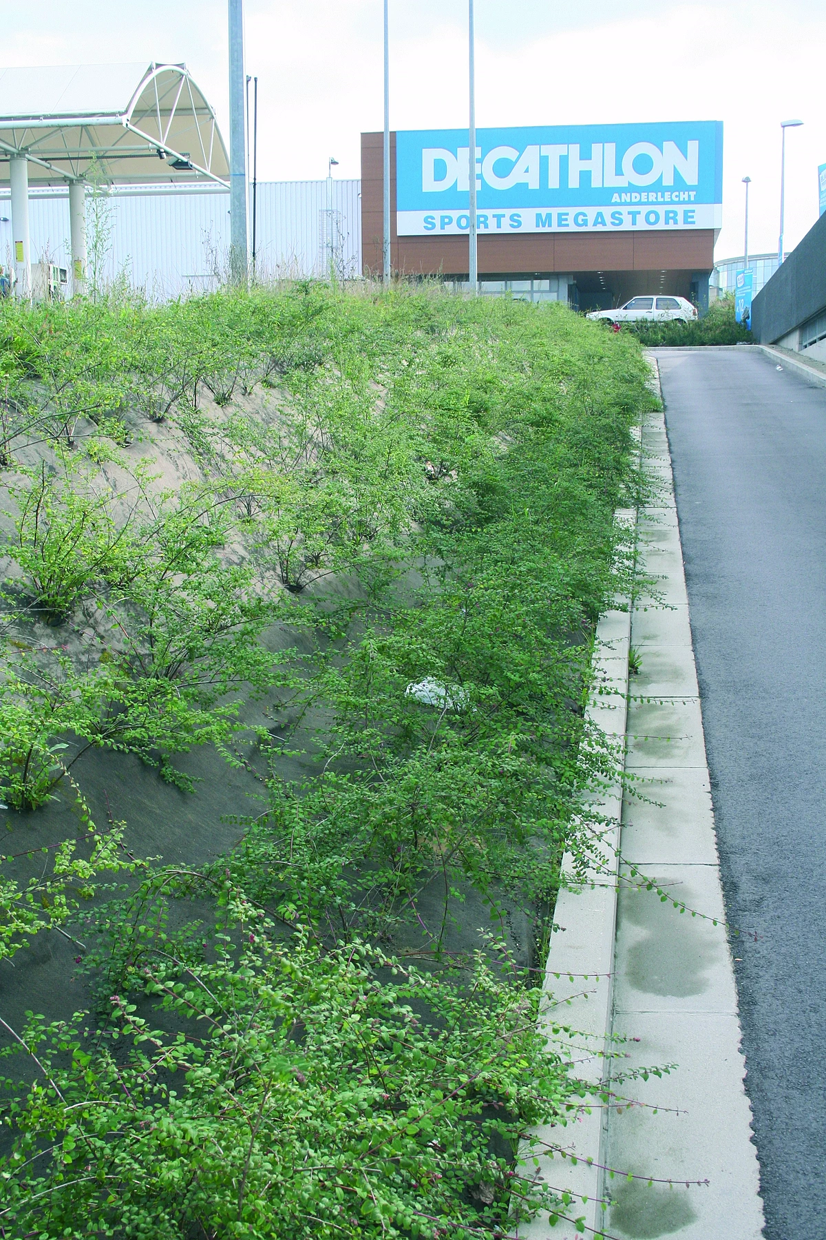 Le géotextile anti-mauvaises herbes Weedtex recouvre un talus - MatGeco