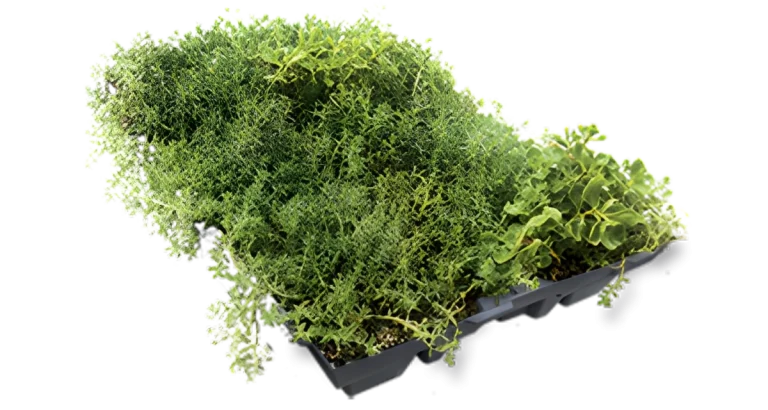 Sedum Stockdrain dalle pré-cultivée pour toiture verte