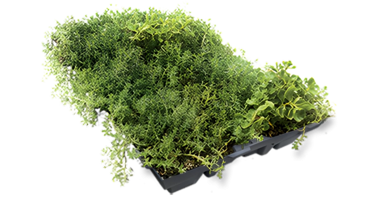 Sedum Stockdrain dalle pré-cultivée pour toiture verte