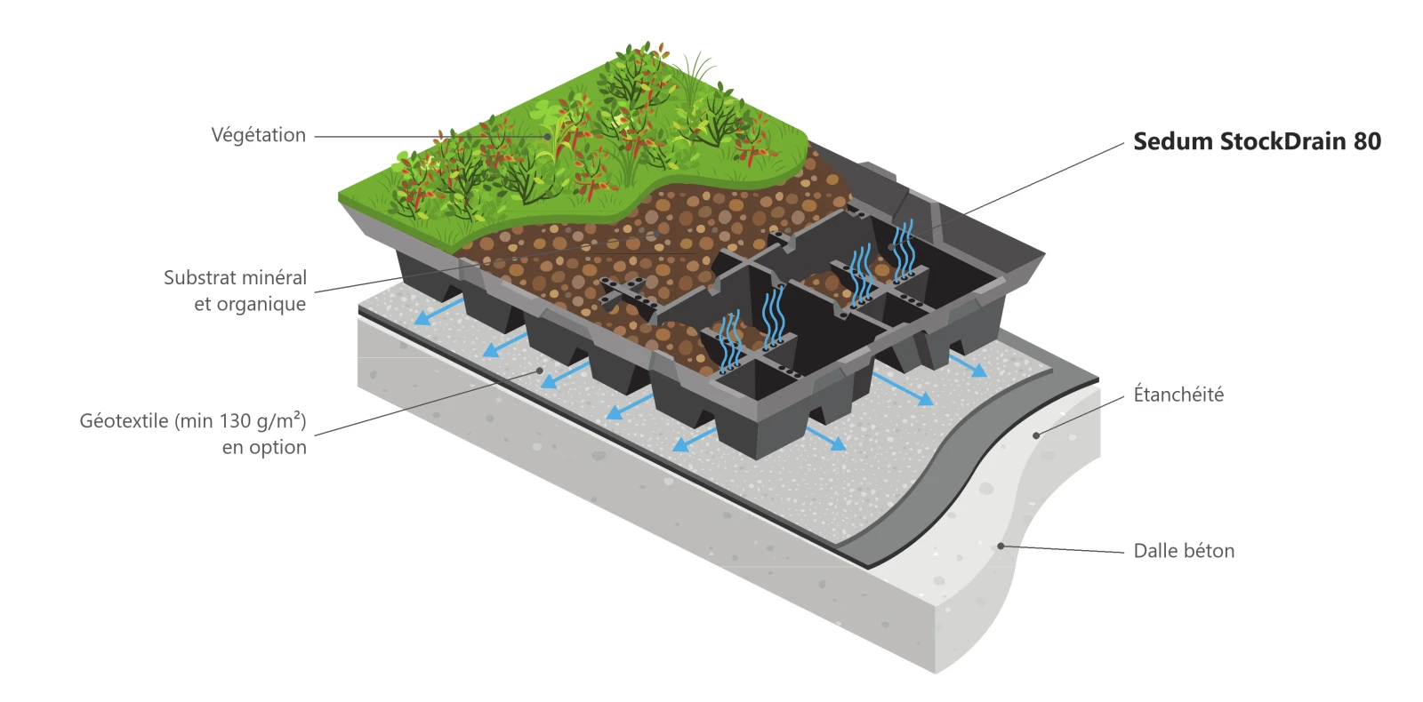 Sedum StockDrain 80 dalle pré-cultivée de drainage et rétention d'eau pour toiture verte