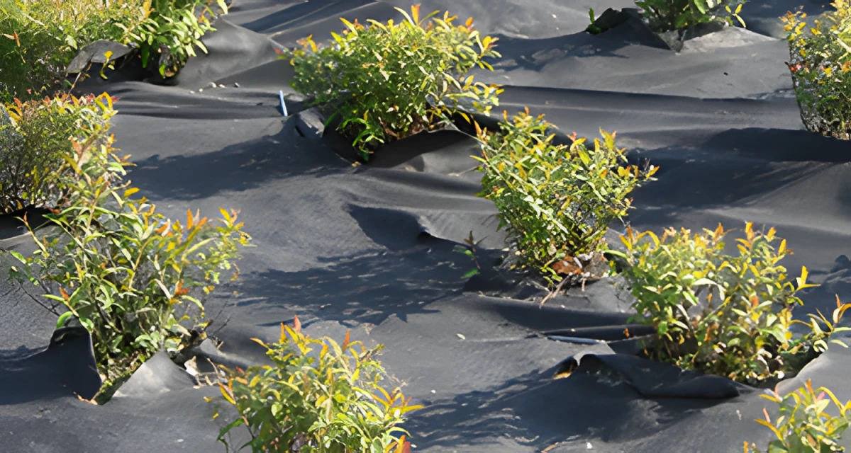 Weedtex toile de paillage anti-mauvaise herbe