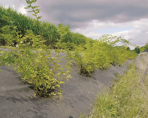 BioWeedtex toile de paillage écologique anti-mauvaises herbes