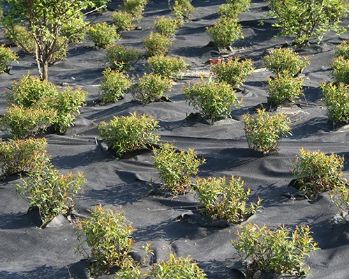 Weedtex textile non-tissé contre la pousse des mauvaises herbes