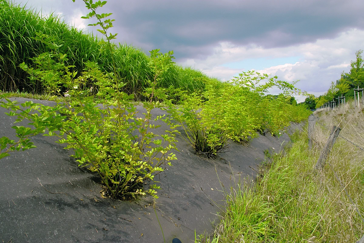 BioWeedtex zorgt voor een onkruidvrije landschap en beschermt tegen erosie - MatGeco