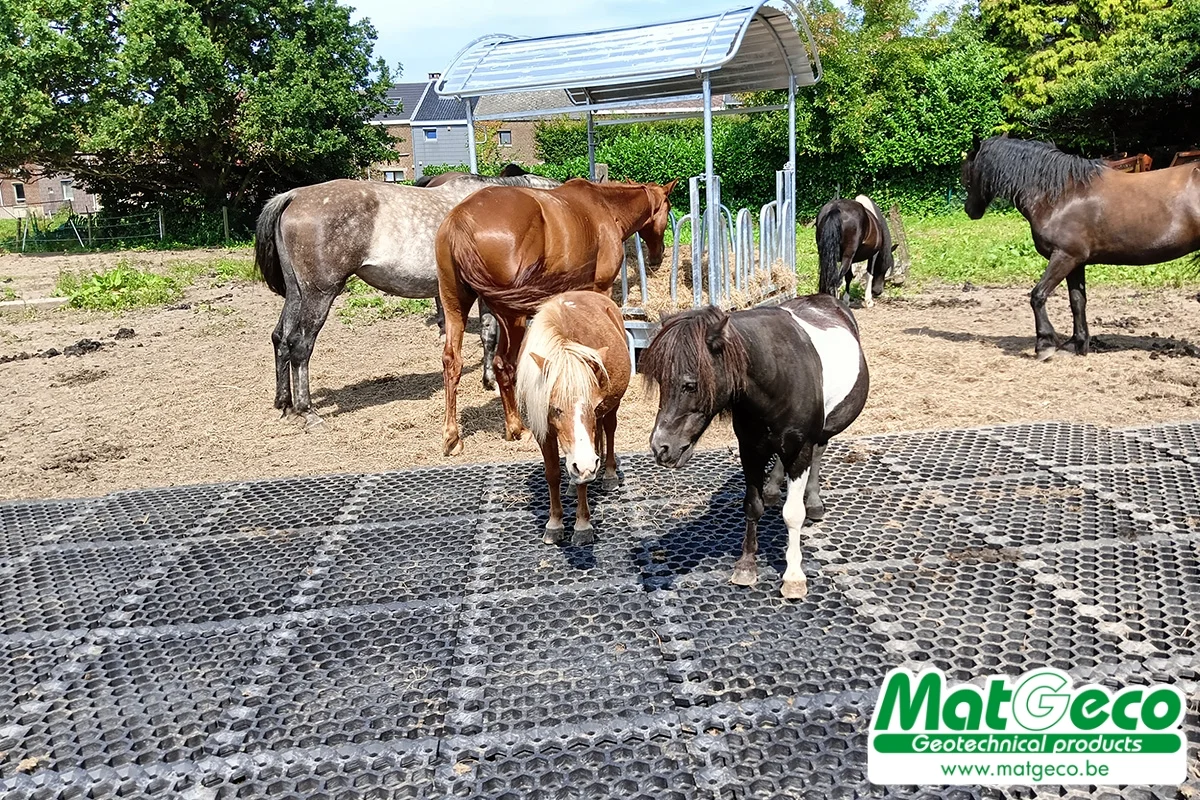 Geodal farm 51 dalle stabilisation pour animaux chevaux betail gravier sable gazon 08