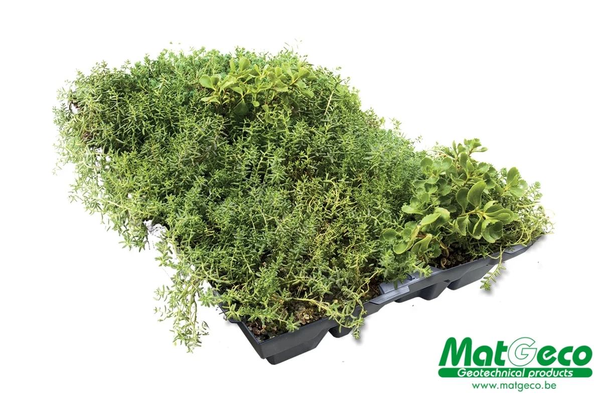 Sedum StockDrain bac précultivé pour toiture verte
