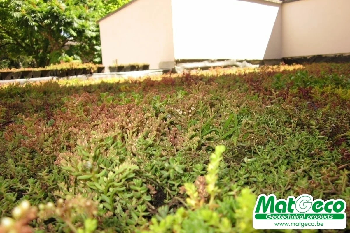 Bacs pré-cultivés pour une toiture verte avec un résultat fini immédiat