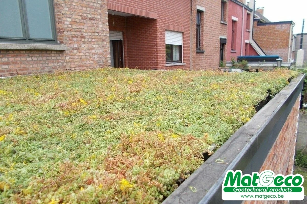 Sedum Stockdrain bacs en plastique pré-cultivés de sedums pour toiture verte